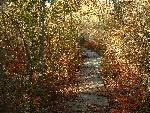 Boardwalk