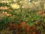 Tamarack
