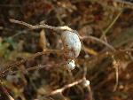 Gall