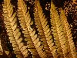 Fern