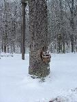 wooden sap bucket on maple tree