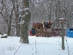 Horses Hauling a load