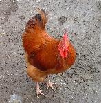 Rhode Island red rooster