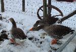 Geese