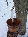 Frozen Sap