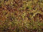 Sphagnum Moss