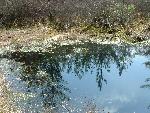 Pinhook Bog
