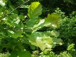 group of lobed oak leaves backlit by the sun