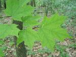 Sugar Maple (Acer saccharum)