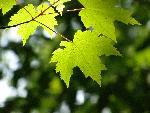 Red maple (Acer rubrum)