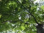 Butternut Tree (Juglans cinerea)