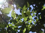 Black gum (Nyssa sylvatica)