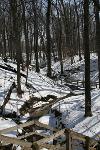 Maple Sugar Grove