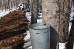 Collecting Sap