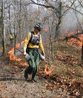 Firefighter walking with a drip torch igniting a prescribed fire