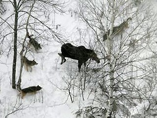 Wolves and moose interaction