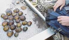 mussel inventory