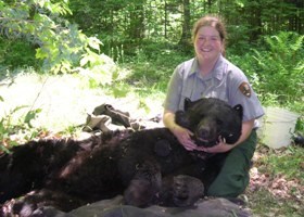 A student intern assists with bear research and is seen here holding a tranquilized 257 lb. black bear.