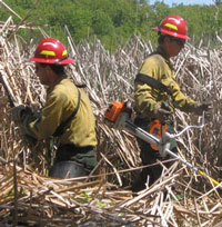 Firefighters brushcut a path through cattails
