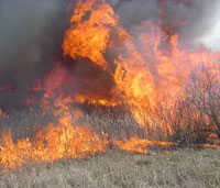 Wildfire burning in a marsh