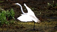Great Marsh Egret