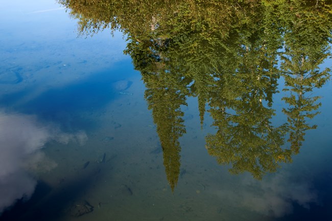 Pine trees reflect off a deep blue lake.