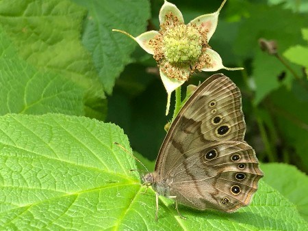 A brown Northern Pearly-Eye butterfly sits on a thimbleberry leaf, with a thimbleberry bud in the background.