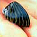 Zebra Mussel