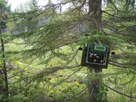 Song Meter on Tree