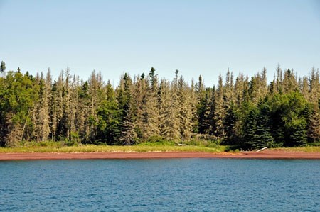 A shoreline with a spruce forest that is dying