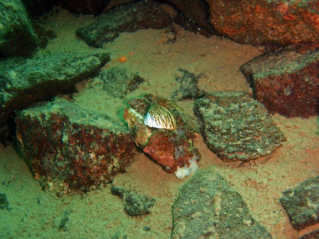 A small, shiny white and black zebra mussel sits atop a rock covered in algae.