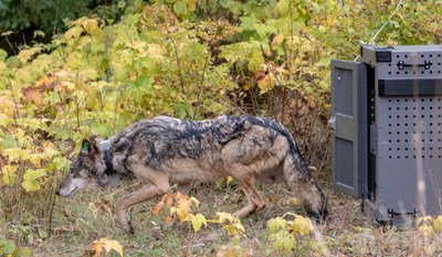 Wolf leaving transport cage on Isle Royale after relocation.