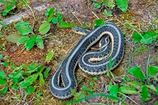 Eastern Garter Snake on the ground