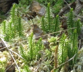 Clubmoss growing in Sphagnum moss