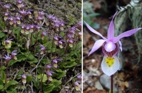 The calypso orchid produces delicate lavender and white blooms in early spring.
