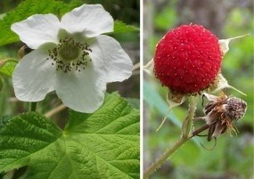 Flower and fruit of the common shrub thimbleberry.