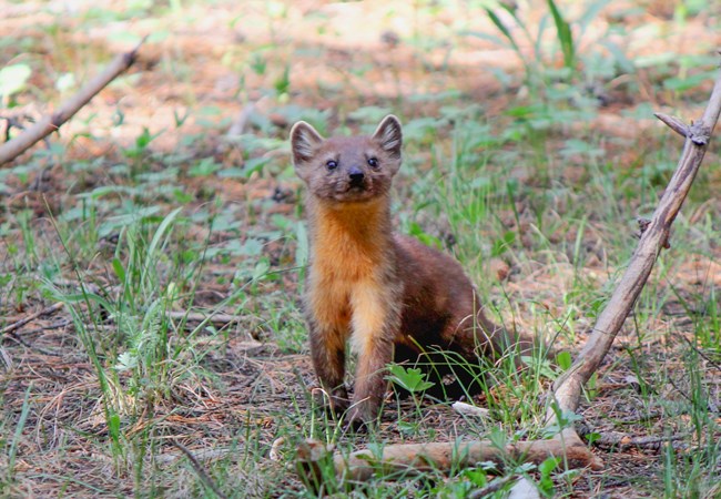 An American marten standing on the dirt looking up.