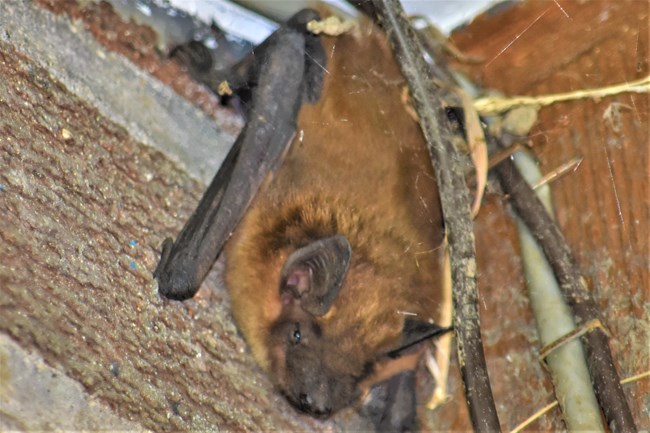 A light brown bat hanging on in the corner of a wall.