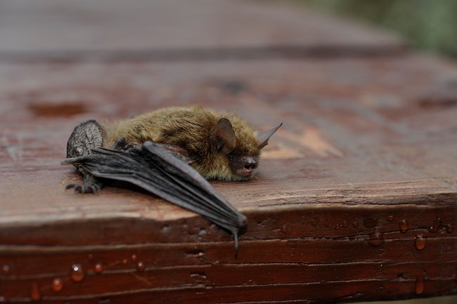 A little brown bat laying on a wood table