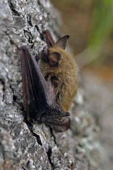 Long-eared bat attached to a tree.