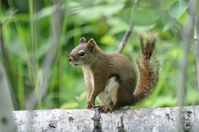 An American red squirrel standing on a tree branch.