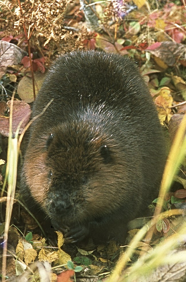 Beaver sitting on the ground surrounded by colored leaves.