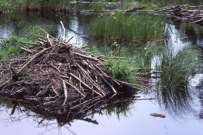 A beaver hut, constructed of mud and sticks, sitting in a beaver pond.