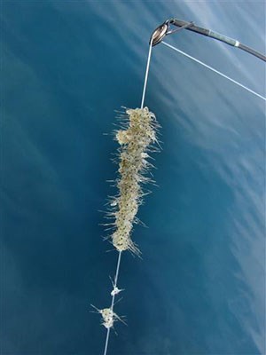 Spiky white junk is stuck to a fishing line