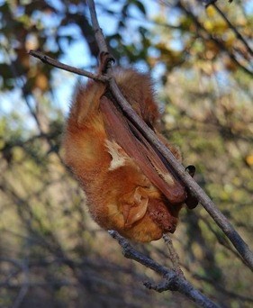 Light red/orange bat hanging on a small branch.