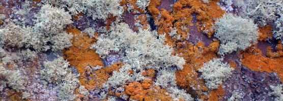 Lichens cover the bedrock