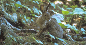 Snowshoe Hare
