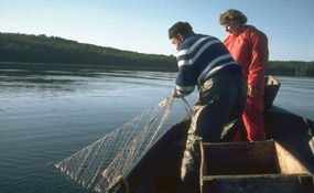 Edison Fishery - Cultural demonstrator, Les Matson, sets his nets.