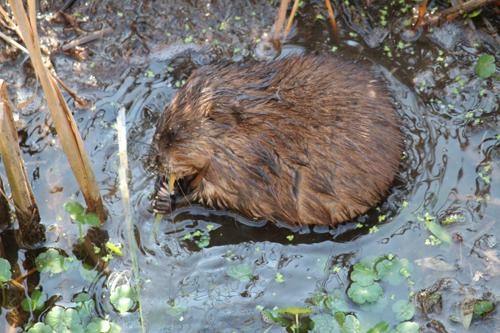 Muskrat feeding in Pitch and Tar Swamp