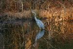Blue Heron in water.